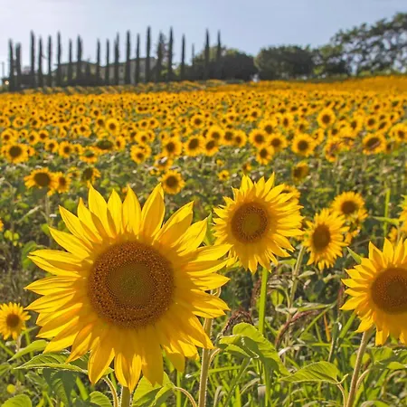 In With House A Panoramic View Ferienhaus Bucine
